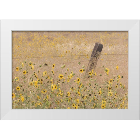 CA, Adin Barbed fence in field of sunflowers White Modern Wood Framed Art Print by Paulson, Don