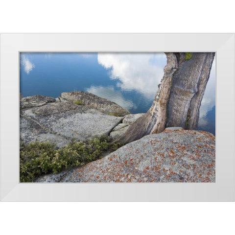 CA, Toiyabe NF Rocks and tree by Granite Lake White Modern Wood Framed Art Print by Paulson, Don