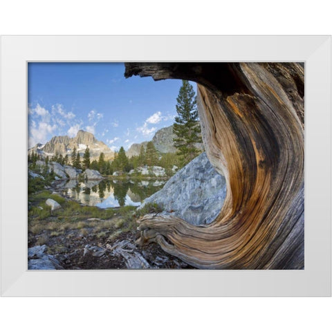 CA, Inyo NF, Garnet Lake Old pine and tarn White Modern Wood Framed Art Print by Paulson, Don