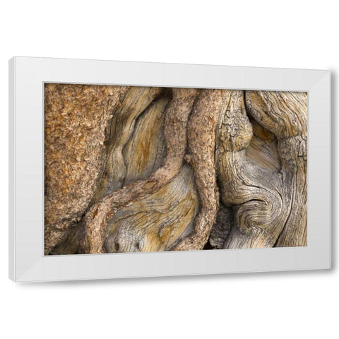 California, Inyo NF Gnarled pine tree trunk White Modern Wood Framed Art Print by Paulson, Don