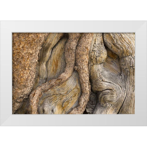 California, Inyo NF Gnarled pine tree trunk White Modern Wood Framed Art Print by Paulson, Don