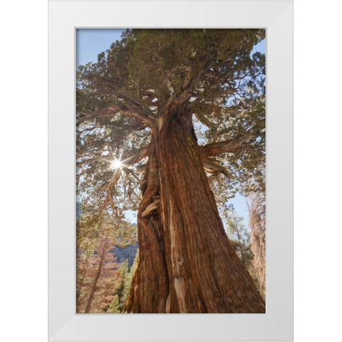 CA, Inyo NF Juniper tree on Shadow Lake trail White Modern Wood Framed Art Print by Paulson, Don