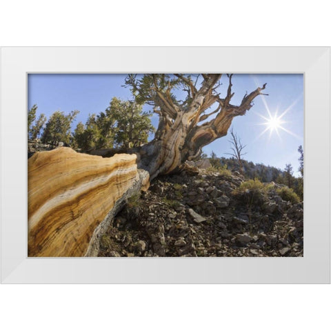 CA, Inyo NF Bristlecone pine tree in Pine Forest White Modern Wood Framed Art Print by Paulson, Don