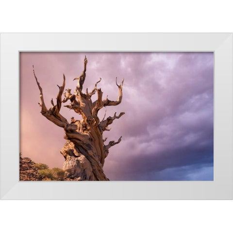 CA, Inyo NF, Bristlecone Forest The Sentinel White Modern Wood Framed Art Print by Paulson, Don