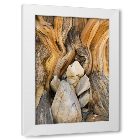 CA, Inyo NF Patterns in bristlecone pine wood White Modern Wood Framed Art Print by Paulson, Don