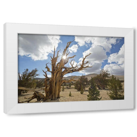 California, Inyo NF Bristlecone Pine Forest White Modern Wood Framed Art Print by Paulson, Don