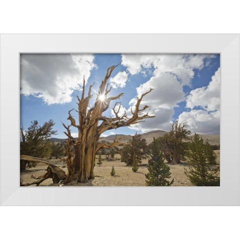 California, Inyo NF Bristlecone Pine Forest White Modern Wood Framed Art Print by Paulson, Don