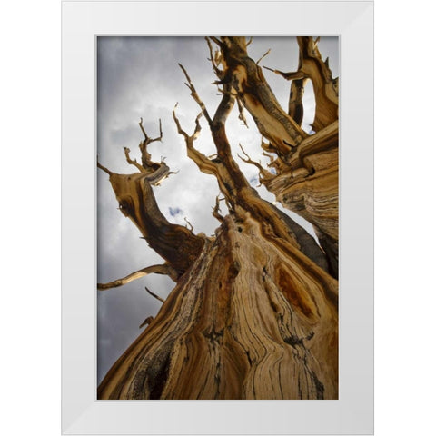 CA, Inyo NF  Ancient Bristlecone Pine Forest White Modern Wood Framed Art Print by Paulson, Don
