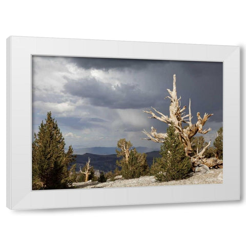California, Inyo NF Bristlecone Pine Forest White Modern Wood Framed Art Print by Paulson, Don