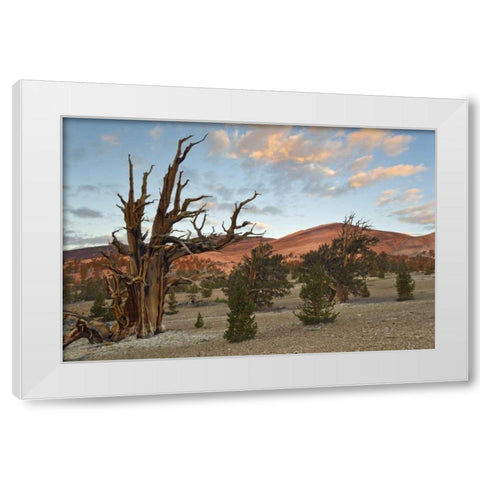 California, Inyo NF Bristlecone Pine Forest White Modern Wood Framed Art Print by Paulson, Don