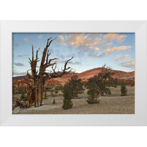California, Inyo NF Bristlecone Pine Forest White Modern Wood Framed Art Print by Paulson, Don