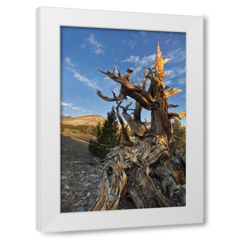 CA, Inyo NF  Ancient Bristlecone Pine Forest White Modern Wood Framed Art Print by Paulson, Don
