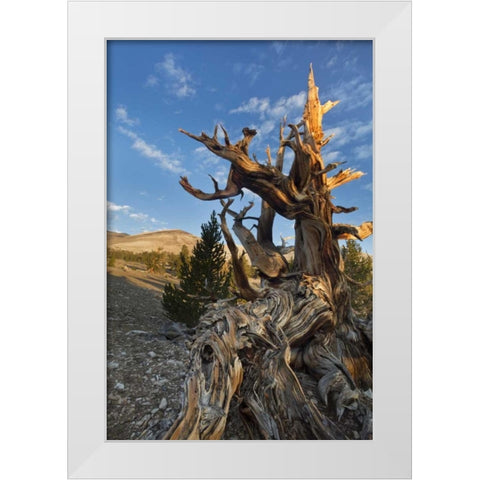CA, Inyo NF  Ancient Bristlecone Pine Forest White Modern Wood Framed Art Print by Paulson, Don