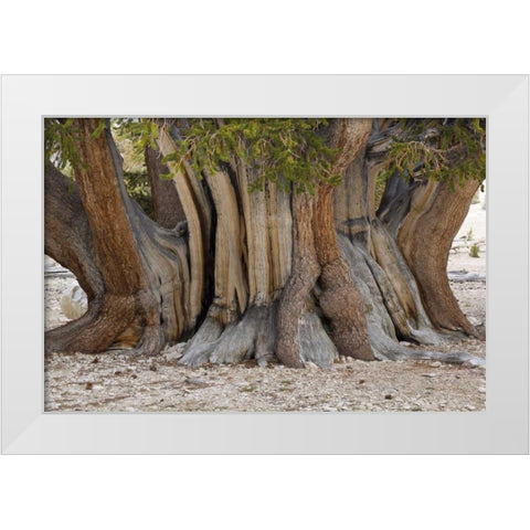 CA, Ancient Bristlecone Forest, The Patriarch White Modern Wood Framed Art Print by Paulson, Don