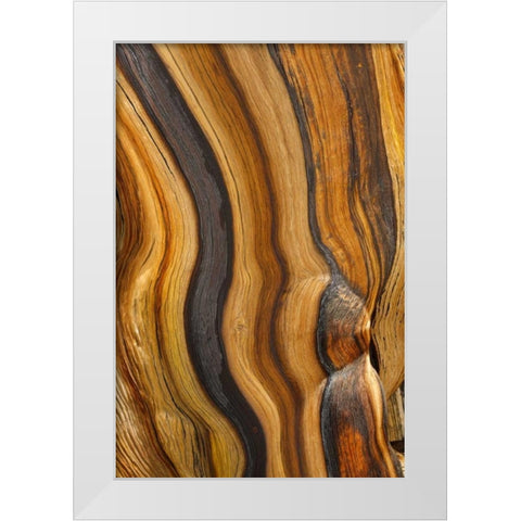California, Inyo NF Patterns in bristlecone pine White Modern Wood Framed Art Print by Paulson, Don