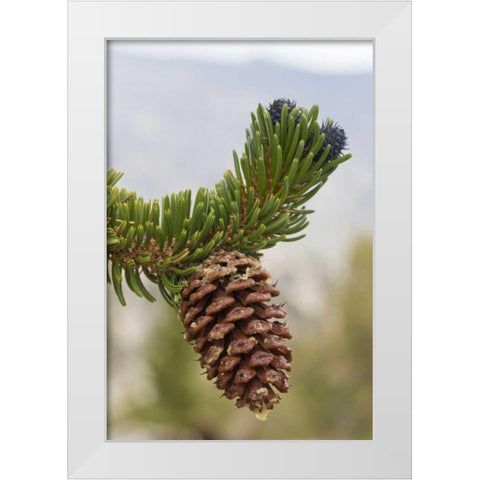 California, Inyo NF Bristlecone tree pine cone White Modern Wood Framed Art Print by Paulson, Don
