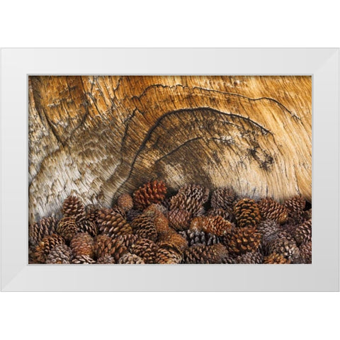 CA, Inyo NF Bristlecone pine cones White Modern Wood Framed Art Print by Paulson, Don