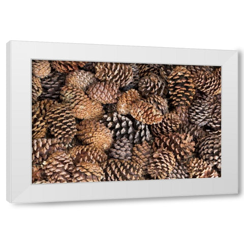California, Inyo NF Bristlecone tree pine cones White Modern Wood Framed Art Print by Paulson, Don