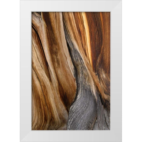 California, Inyo NF Patterns in bristlecone pine White Modern Wood Framed Art Print by Paulson, Don