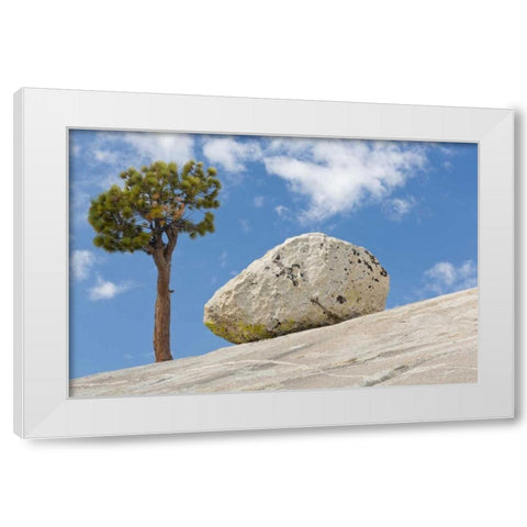 California, Yosemite NP Pine tree and boulder White Modern Wood Framed Art Print by Paulson, Don