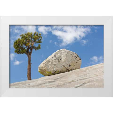 California, Yosemite NP Pine tree and boulder White Modern Wood Framed Art Print by Paulson, Don