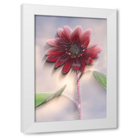 Hybrid sunflower blowing in the wind White Modern Wood Framed Art Print by Talbot Frank, Christopher