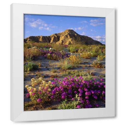 California, Anza-Borrego A mix of flowers White Modern Wood Framed Art Print by Talbot Frank, Christopher