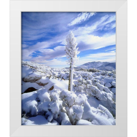 California, Anza-Borrego A snow covered yucca White Modern Wood Framed Art Print by Talbot Frank, Christopher