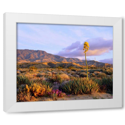 California, Anza-Borrego Desert SP Agave flowers White Modern Wood Framed Art Print by Talbot Frank, Christopher