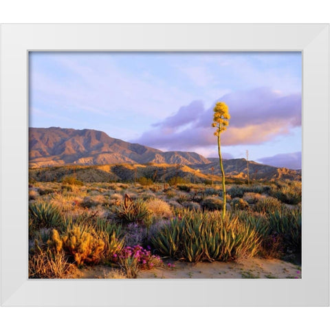 California, Anza-Borrego Desert SP Agave flowers White Modern Wood Framed Art Print by Talbot Frank, Christopher
