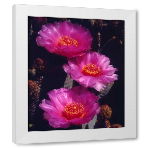 California, Anza-Borrego Desert Beavertail Cacti White Modern Wood Framed Art Print by Talbot Frank, Christopher