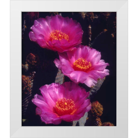 California, Anza-Borrego Desert Beavertail Cacti White Modern Wood Framed Art Print by Talbot Frank, Christopher