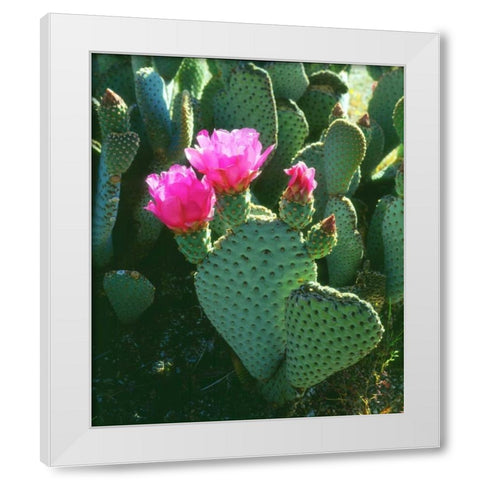 California, Anza-Borrego Desert Beavertail Cacti White Modern Wood Framed Art Print by Talbot Frank, Christopher