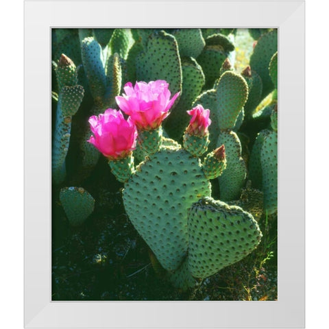 California, Anza-Borrego Desert Beavertail Cacti White Modern Wood Framed Art Print by Talbot Frank, Christopher