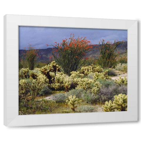 CA, Anza-Borrego Blooming Ocotillo and Cholla White Modern Wood Framed Art Print by Talbot Frank, Christopher