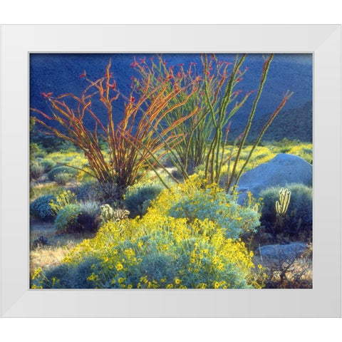 California, Anza-Borrego Blooming Ocotillo White Modern Wood Framed Art Print by Talbot Frank, Christopher