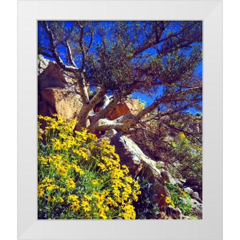 CA, Anza-Borrego Brittlebush and Elephant Tree White Modern Wood Framed Art Print by Talbot Frank, Christopher
