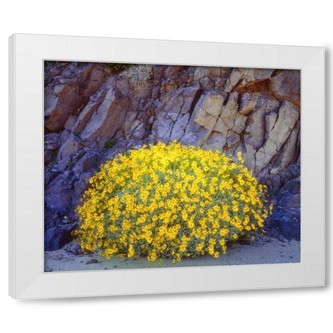 California, Anza-Borrego Brittlebush flowers White Modern Wood Framed Art Print by Talbot Frank, Christopher