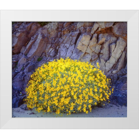 California, Anza-Borrego Brittlebush flowers White Modern Wood Framed Art Print by Talbot Frank, Christopher