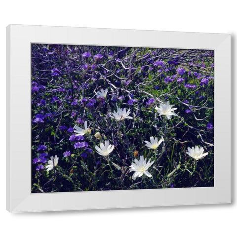 CA, Anza-Borrego Chicory and Phacelia flowers White Modern Wood Framed Art Print by Talbot Frank, Christopher