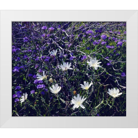 CA, Anza-Borrego Chicory and Phacelia flowers White Modern Wood Framed Art Print by Talbot Frank, Christopher