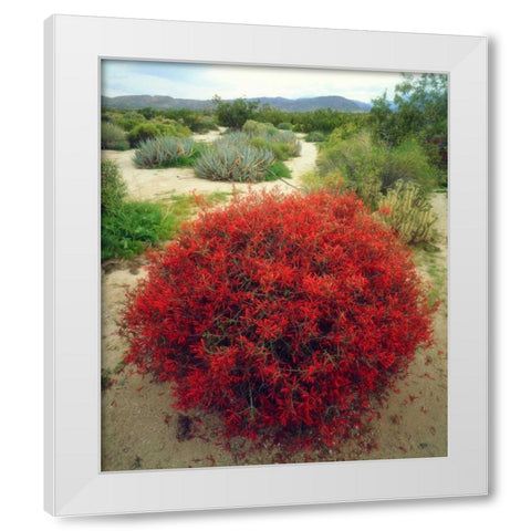 California, Anza-Borrego Chuparosa flowers White Modern Wood Framed Art Print by Talbot Frank, Christopher