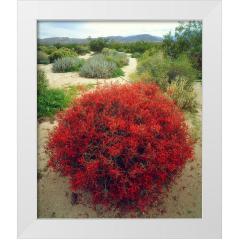 California, Anza-Borrego Chuparosa flowers White Modern Wood Framed Art Print by Talbot Frank, Christopher