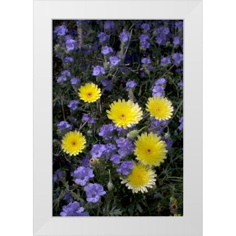 CA, Anza-Borrego Desert Dandelion and Phacelia White Modern Wood Framed Art Print by Talbot Frank, Christopher