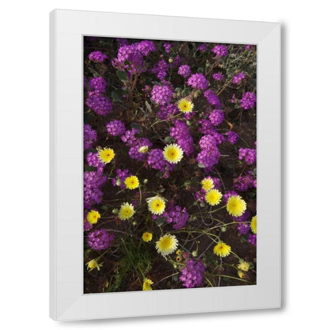 CA, Anza-Borrego Desert wildflowers White Modern Wood Framed Art Print by Talbot Frank, Christopher
