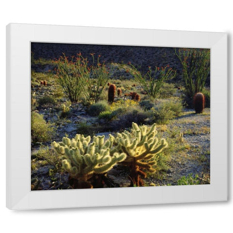 CA, Anza-Borrego Cactus with Ocotillo plants White Modern Wood Framed Art Print by Talbot Frank, Christopher