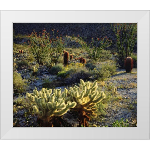 CA, Anza-Borrego Cactus with Ocotillo plants White Modern Wood Framed Art Print by Talbot Frank, Christopher