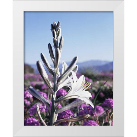CA, Anza-Borrego Desert Lily and San Verbena White Modern Wood Framed Art Print by Talbot Frank, Christopher