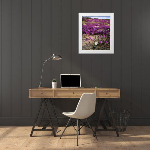 CA, Anza-Borrego Desert Lily and Sand Verbena White Modern Wood Framed Art Print by Talbot Frank, Christopher