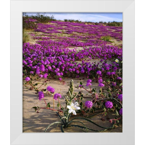 CA, Anza-Borrego Desert Lily and Sand Verbena White Modern Wood Framed Art Print by Talbot Frank, Christopher